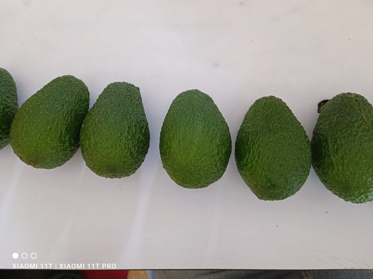 Aguacate | Imagen 1