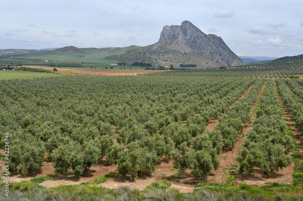 Aceite de oliva | Imagen 2