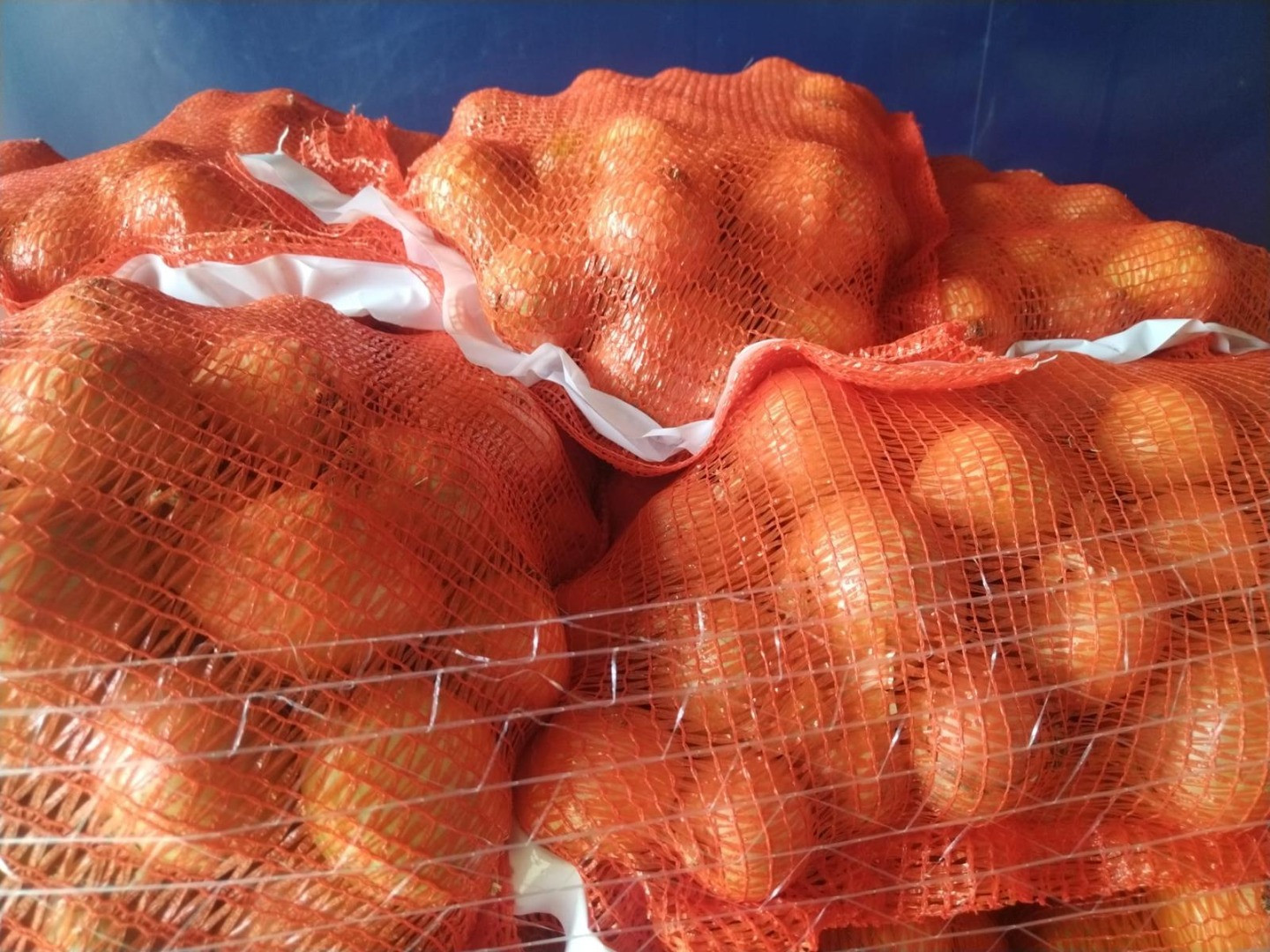 Cebollas | Imagen 2