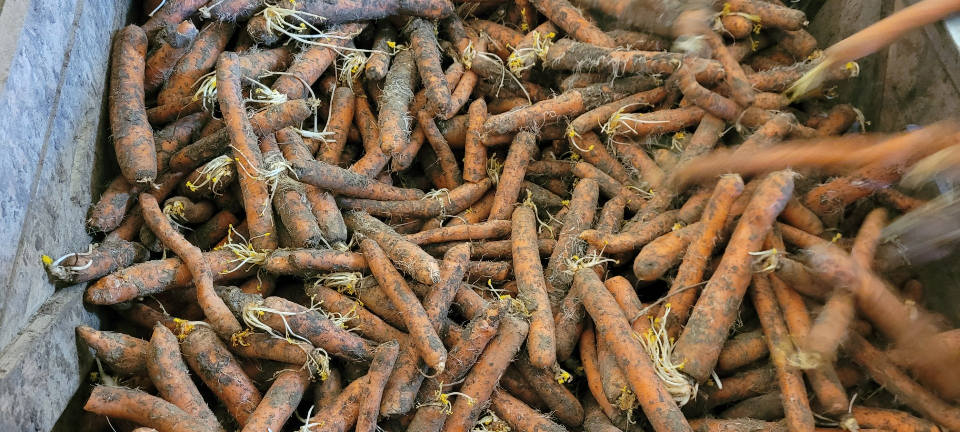 Zanahorias | Imagen 2