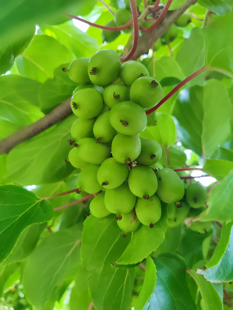 Kiwi | Obrázek 1