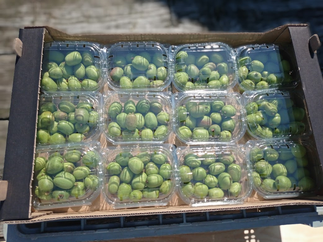 Kiwi | Obrázek 2