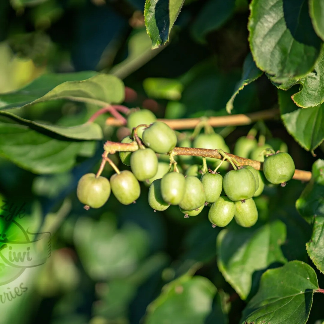 Kiwi | Obrázek 3