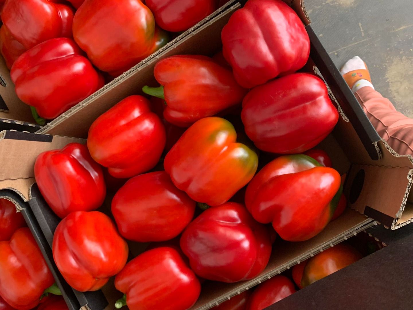 Pimiento rojo | Imagen 1