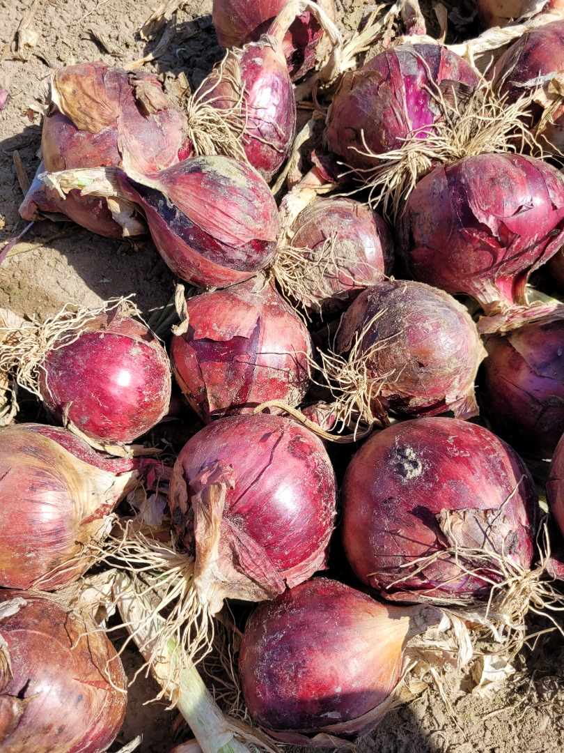 Cebollas | Obrázek 1