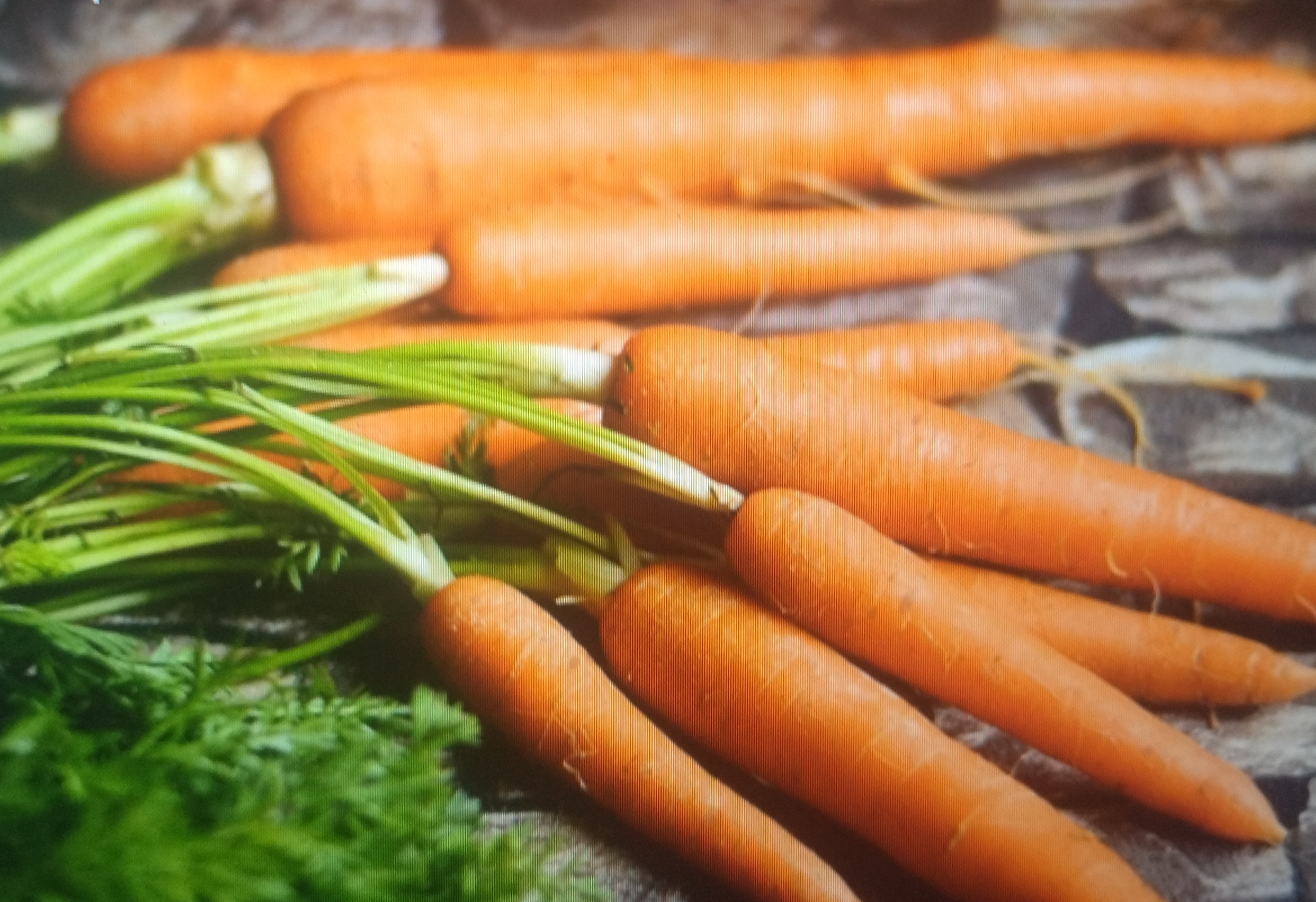 Carrots | Imagen 2