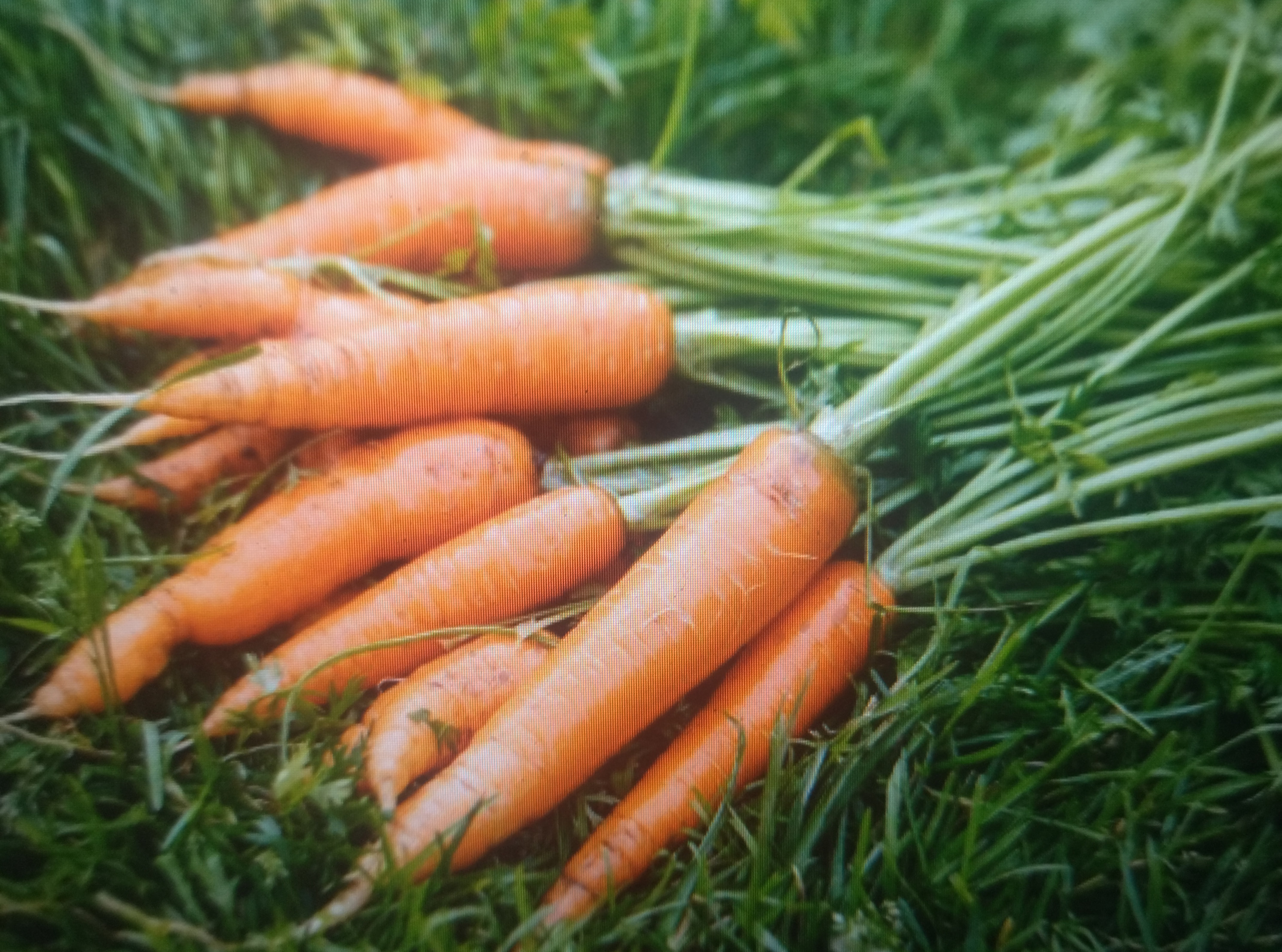 Carrots | Imagen 1