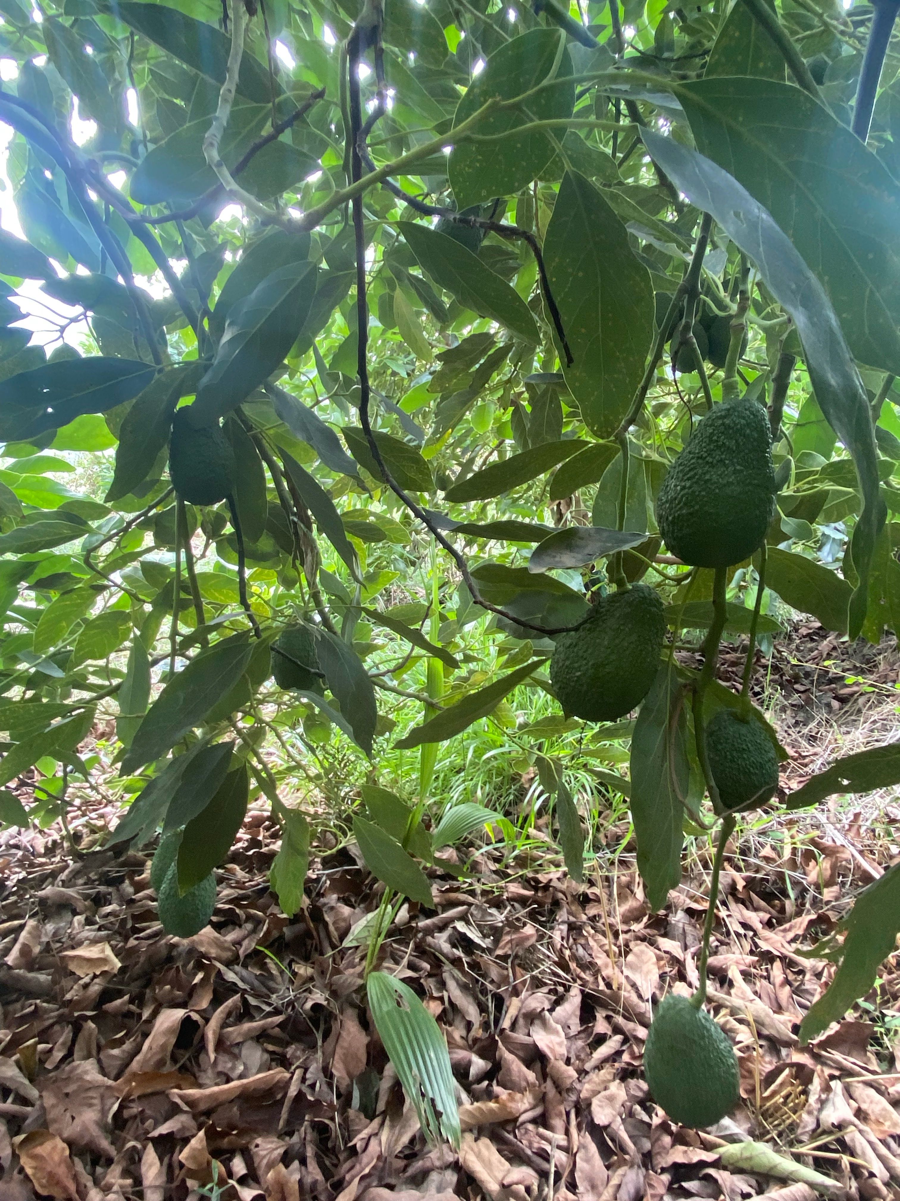 Aguacate Hass | Imagen 1