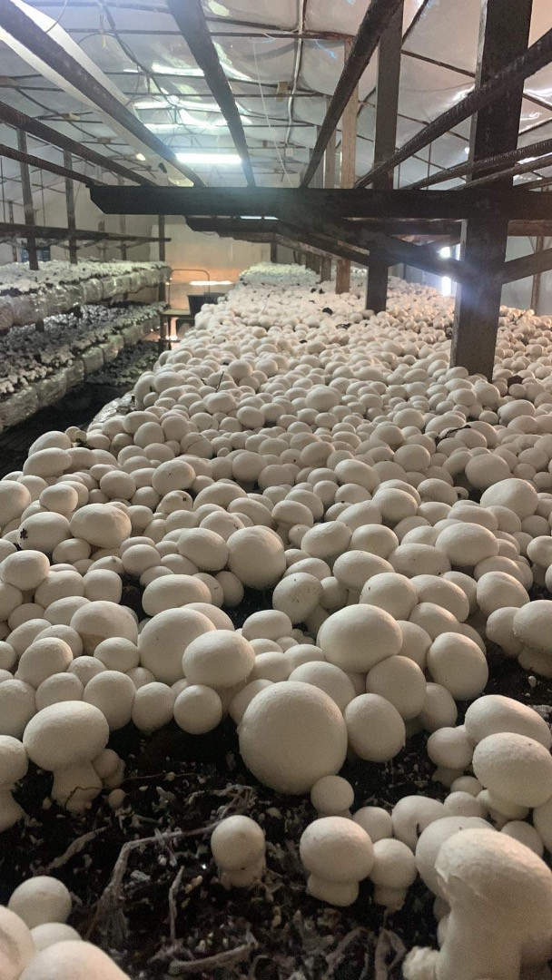 Champiñón blanco | Image 1
