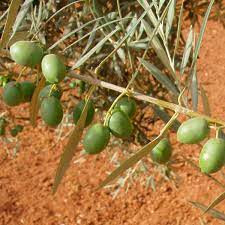 Aceite de oliva | Imagen 4